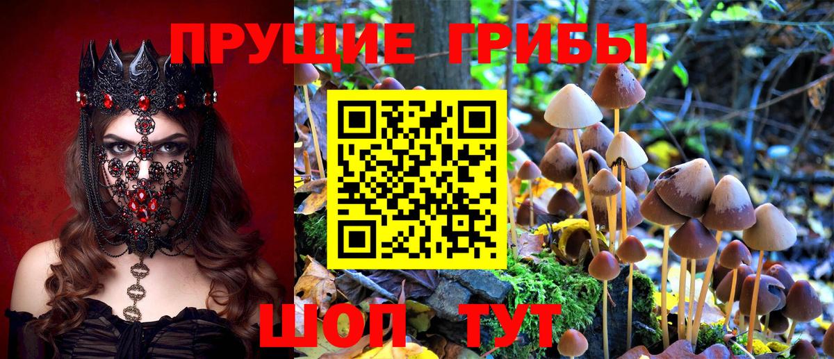 Псилоцибиновые грибы GOLDEN TEACHER Строитель